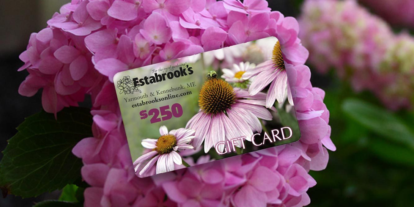Mother’s Day Contest: Win Your Mom a $250 Gift Card to Estabrook’s